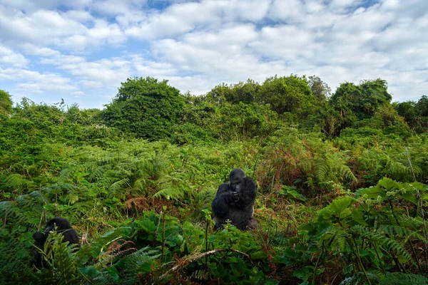 Gorila Montaña Parque Nacional Bwindi Uganda Detalle Cabeza Retrato Con — Foto de Stock