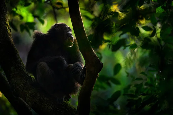 Schimpans Pan Troglodytes Trädet Kibales Nationalpark Uganda Mörk Skog Svart — Stockfoto