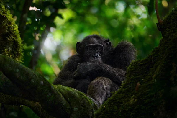 Schimpanse Pan Troglodytes Auf Dem Baum Kibale Nationalpark Uganda Dunkler — Stockfoto