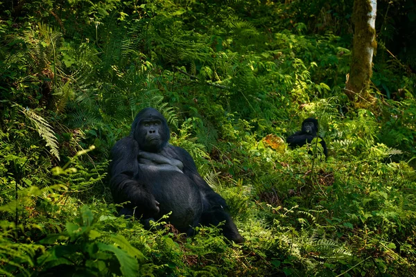 大猩猩住在乌干达的Bwindi Np非洲的野生动物 森林里的大猩猩群 — 图库照片