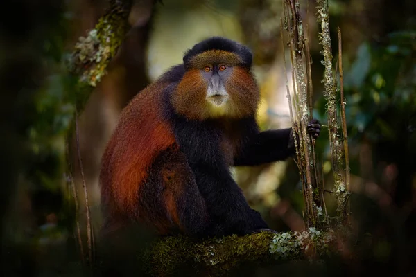 Arany Majom Cercopithecus Kandti Arany Mgahinga Gorilla Nemzeti Park Ugandában — Stock Fotó