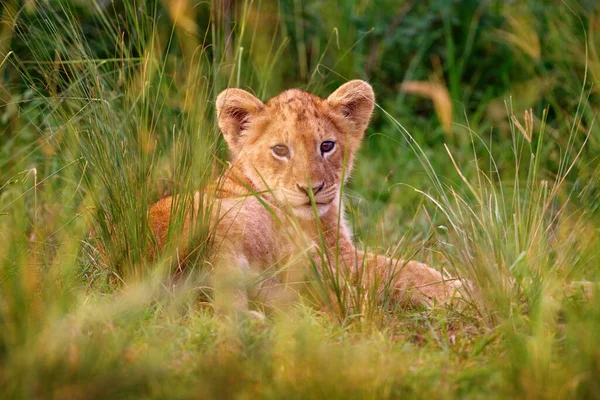 かわいいライオンの子 アフリカの危険動物 パンテラレオ 詳細ウガンダアフリカ 自然生息地の猫 芝生の生息地で野生のライオン 晴れた夜の暑い日 — ストック写真