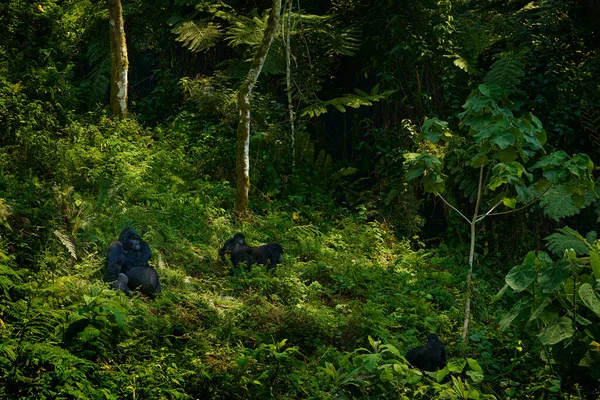 Gorila Montaña Parque Nacional Bwindi Uganda Detalle Cabeza Retrato Con — Foto de Stock