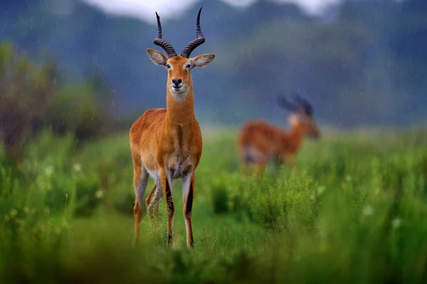 Kob Ugandese Kobus Kob Thomasi Giorno Pioggia Nella Savana Antilope — Foto Stock