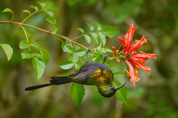 Brązowy Ptak Słoneczny Nectarinia Kilimensis Ptak Zielonej Roślinności Uganda Afrykański — Zdjęcie stockowe