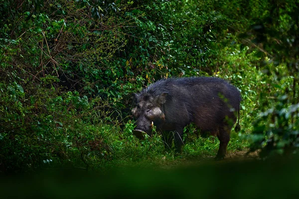 Hutan Raksasa Babi Hylochoerus Meinertzhageni Babi Hitam Besar Habitat Alam — Stok Foto