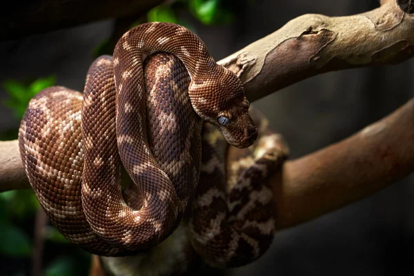 Ruwe Python Morelia Carinata Slang Boshabitat Australië Python Zit Tak — Stockfoto