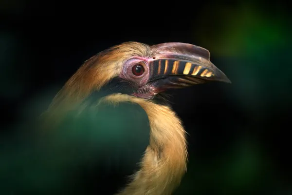 Luzon Hornbill Penelopides Manillae 有时被称为Tarictic Hornbill 在黑暗的森林里 Hornbill 热带丛林特写 菲律宾吕宋 — 图库照片