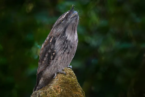 Tawny Frogmouth Podargus Strigoides Pássaro Boca Nativo Continente Australiano Tasmânia — Fotografia de Stock