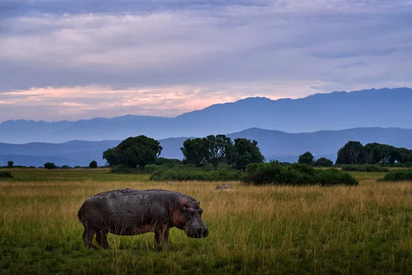 Hipona Prado Rainha Elizabeth Uganda Grande Animal Habitat Com Montanhas — Fotografia de Stock