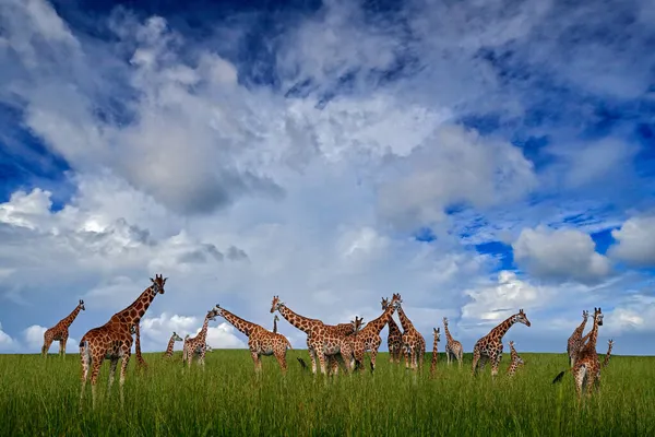 Žirafy Džungli Mnoha Zvířaty — Stock fotografie