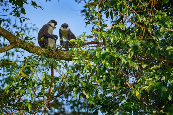 Guenón Del Mono Cola Roja Schmidt Cercopithecus Ascanius Sentado Árbol —  Fotos de Stock