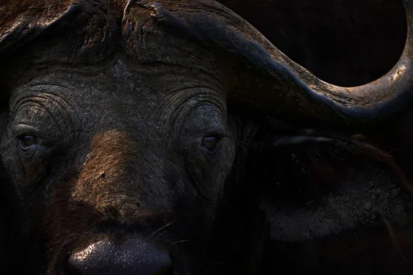 Oegandese Buffels Detail Van Geile Stierenkop Savannah Oeganda Wilde Dieren — Stockfoto