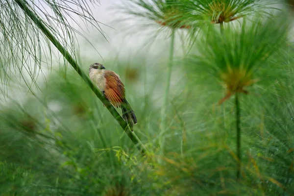 White Browed Coucal Lark Heeled Cuckoo Bird Family Cuculidae Sitting — Stock Photo, Image