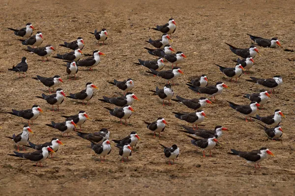 Piaszczysta Plaża Skimmer Flock African Skimmer Rynchops Flavirostris Siedzi Ziemi — Zdjęcie stockowe