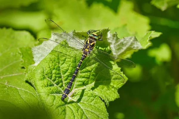 Cordulegaster Boltonii Golden Ringed Dragonfly Largest Dragonflies Sitting Green Leaves — Stock Photo, Image