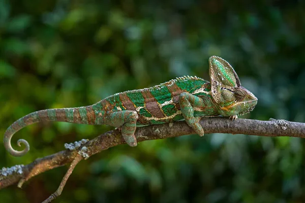 ベイルシャメロン イエメンシャメロン 森林生息地の枝に座っている イエメンからの長い尾を持つエキゾチックな美しい固有緑の爬虫類 自然からの野生動物のシーン サウジアラビア出身のカメレオン — ストック写真