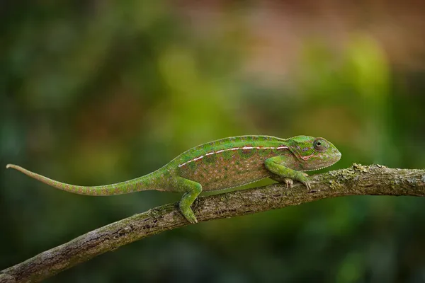 Camaleão Carpete Furcifer Lateralis Camaleão Forrado Branco Habitat Florestal Réptil — Fotografia de Stock