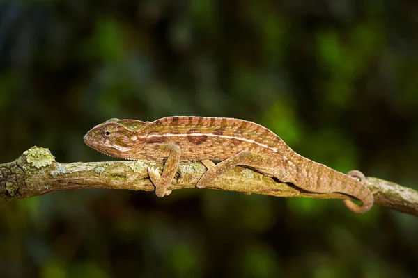 Camaleão Carpete Furcifer Lateralis Camaleão Forrado Branco Habitat Florestal Réptil — Fotografia de Stock