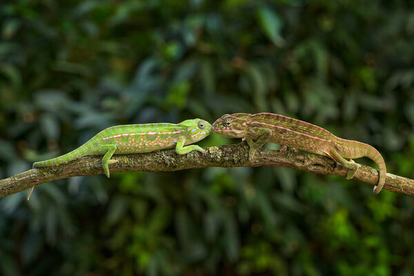 Ковровый хамелеон, Furcifer lateralis, белая пара хамелеонов в лесной среде обитания. Экзотические красивые эндемичные зеленые рептилии с хвостом из Мадагаскара. Дикая природа от природы. Женская и мужская любовь.