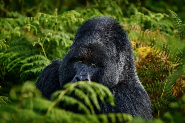 Vadon Élő Állatok Közeli Képe Gorilláról Hegyi Gorilla Mgahinga Nemzeti — Stock Fotó