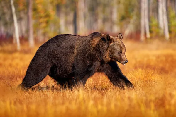 Naturaleza Otoñal Oso Escondido Bosque Amarillo Caída Árboles Con Oso —  Fotos de Stock