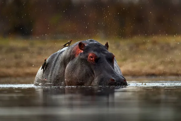 Хіппо Птахами African Hippopotamus Hippopotamus Amphibius Capensis Вечірнім Сонцем Твариною — стокове фото