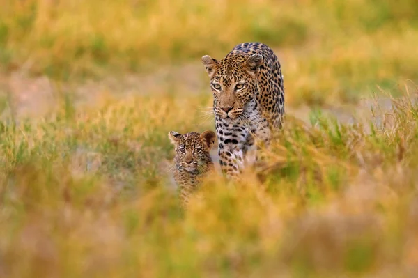 Botswana Fauna Leopardo Panthera Pardus Shortidgei Retrato Cabeza Oculta Hierba — Foto de Stock