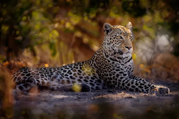 Leopard Savuti Chobe Botswana 非洲野生动物 野猫藏在绿色的草丛里 豹在自然界中 躺在树下 — 图库照片