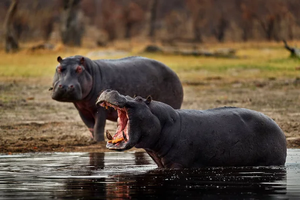 Dzika Przyroda Botswany Hipopopotam Otwartymi Ustami Zębami Niebezpieczne Zwierzę Wodzie — Zdjęcie stockowe
