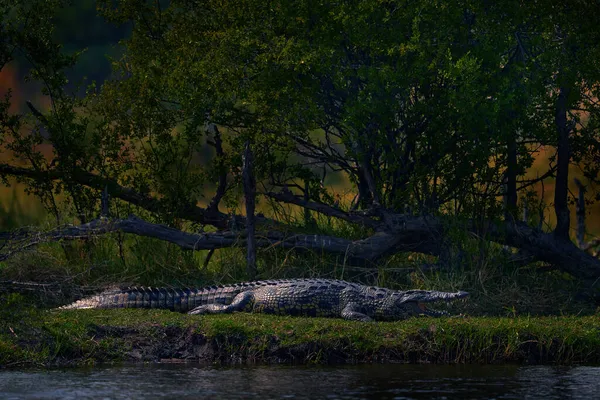Crocodilo Margem Rio Khwai Moremi Botswna Crocodilo Nilo Crocodylus Niloticus — Fotografia de Stock
