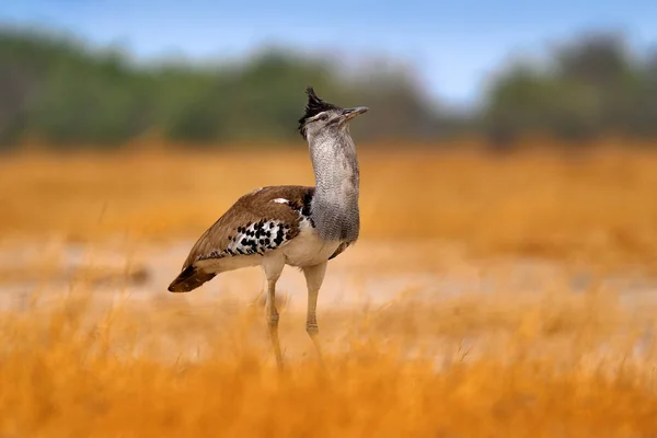 Kori Bustard Ardeotis Kori Grootste Vliegende Vogel Inheems Afrika Vogel — Stockfoto