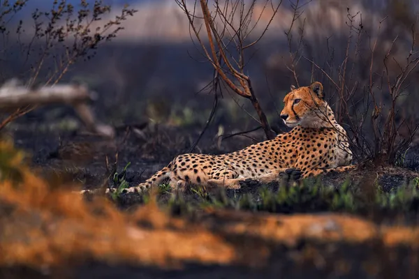 Cheetah Feu Détruit Savannah Animal Brûlé Guépard Couché Dans Les — Photo
