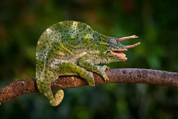 Trioceros Deremensis Usambara Třírohý Chameleon Vlnitý Chameleon Větvi Lesním Prostředí Royalty Free Stock Obrázky