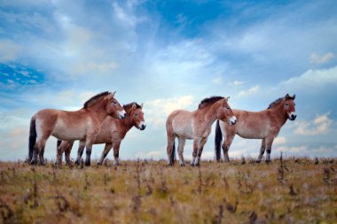 Przewalski 'nin sihirli akşam gökyüzü, Moğolistan' daki doğal yaşam alanı. Çayırdaki at. Moğolistan 'da vahşi yaşam. Equus ferus przewalskii. Nadir rastlanan vahşi atlarla Hustai Ulusal Parkı. Asya 'da Doğa.