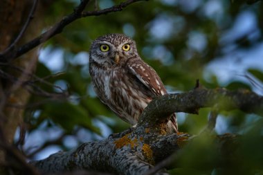Wadi Mujib Biyosfer Rezervi, nehirli kırmızı kaya vadisi. Mavi gökyüzü olan Ürdün su akıntısı. Wadi Mujib en düşük doğa koruma alanı, Ölü Deniz yakınlarındaki muhteşem manzara dizisi.