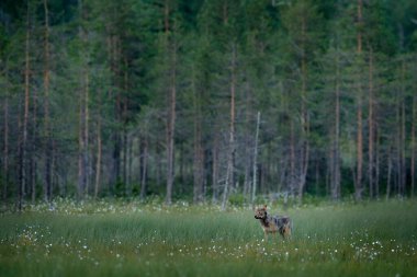 Finlandiya 'dan kurt. Gri kurt, köpek lupus, bahar ışığında, ormanda yeşil yapraklarla. Doğadaki kurt yuvası. Rusya 'da vahşi bir hayvan. Vahşi yaşam, Avrupa.