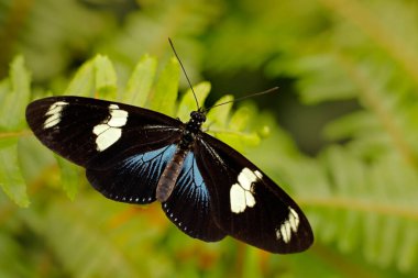 Heliconius Doris Longwing, Orta Amerika Kosta Rika 'dan kelebek. Heliconius, yeşil alanda oturan güzel bir böcek. Kelebek, vahşi yaşam.. 