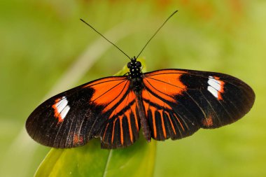 Postacı Kelebek, Heliconius Melpomene, Meksika 'dan, doğal yaşam alanından. Yeşil ormanda Panama 'dan gelen güzel bir böcek. Orta Amerika 'dan gelen kırmızı çiçeğin üzerinde oturan kelebek. 