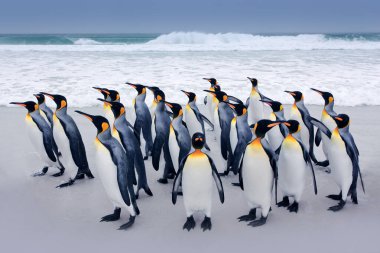 Penguen kolonisi. Güney Georgia, Antarktika 'da denizden sahile dalga ve mavi gökyüzüyle gelen bir grup kral penguen. Atlantik Okyanusu 'ndaki okyanus suyu kuşu..