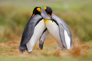 Doğada kuş sevgisi. Kral penguen çifti kucaklaşıyor, vahşi doğa. Çimlerin üzerinde sevişen iki penguen. Doğadan vahşi yaşam sahnesi. Kuş davranışları, doğal yaşam sahneleri, Antarktika.