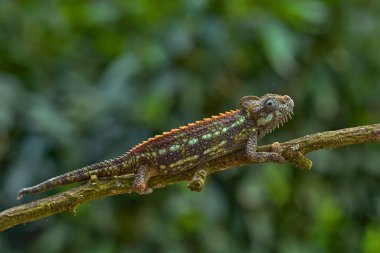Halı bukalemunu, Furcifer lateralis, orman habitatındaki dalda oturuyor. Madagaskar 'dan gelen uzun kuyruklu egzotik, yeşil sürüngen. Doğadan vahşi yaşam sahnesi. Bukalemunun Dişi.