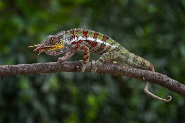 Furcifer, orman habitatındaki dalda, onu yakalayın. Madagaskar 'dan gelen uzun kuyruklu egzotik, yeşil sürüngen. Doğadan vahşi yaşam sahnesi. Bukalemunun Dişi.