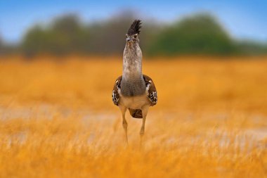 Kori bustard, Ardeotis kori, Afrika 'ya özgü en büyük uçan kuş. Çimlerdeki kuş, akşam ışığı, Savuti, Chobe NP, Botswana. Afrika doğasından vahşi yaşam sahnesi.