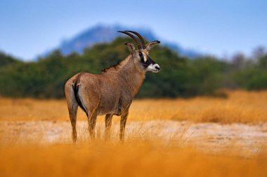 Roan antelope, Hippotragus equinus, in the grass, mountain in the background, Savuti, Chobe NP in Botswana, Africa. Animal, savannah antelope in the nature habitat. Nature wildlife.        clipart