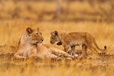 Annesi olan sevimli bir aslan yavrusu, Afrika tehlike hayvanı, Panthera leo, Afrika 'daki Savuti, Botswana detayı. Doğadaki kedi yavrusu. Vahşi aslan otlakta, güneşli bir akşam sıcak bir gün..