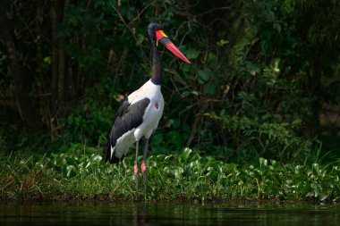 Saddle-billed stork, or saddlebill, Ephippiorhynchus senegalensis, in the nature habitat. Bird in the green grass during rain, Mana Pools NP, Zimbabwe. Wildlife scene from nature clipart