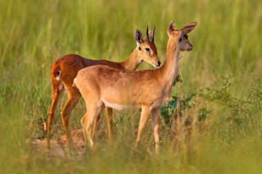 Doğada aşk. Steenbok, Raphicerus kampı, yangın savanayı yaktı. Yanan hayvanlar, siyah kül ve kül içinde yatan Çita, Uganda, Afrika. Afrika 'da sıcak mevsim.