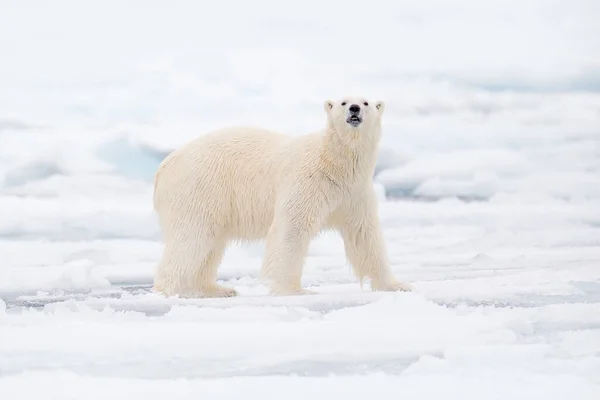 北极野生动物 在挪威海中 北极熊在白雪和水的漂流冰缘上生存 欧洲斯瓦尔巴 大自然栖息地的白色动物 大自然的野生动物场景 — 图库照片