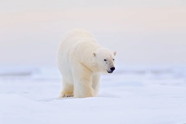 Big Polar Bear Drifting Ice Edge Snow Water Arctic Svalbard — Fotografia de Stock